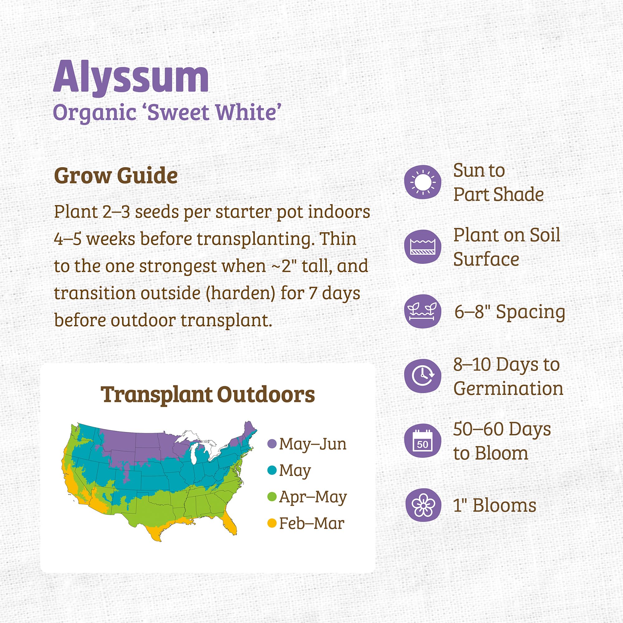 Back to The Roots 100% Organic Heirloom Seeds - Alyssum Flowers Value Pack (200mg Total) - Image 3