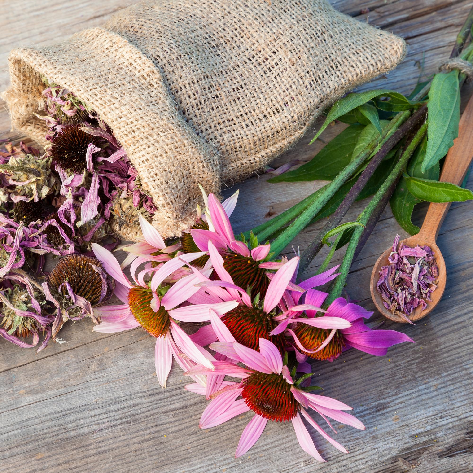 Back to The Roots 100% Organic Heirloom Seeds - Coneflower Value Pack (420mg Total) - Image 8