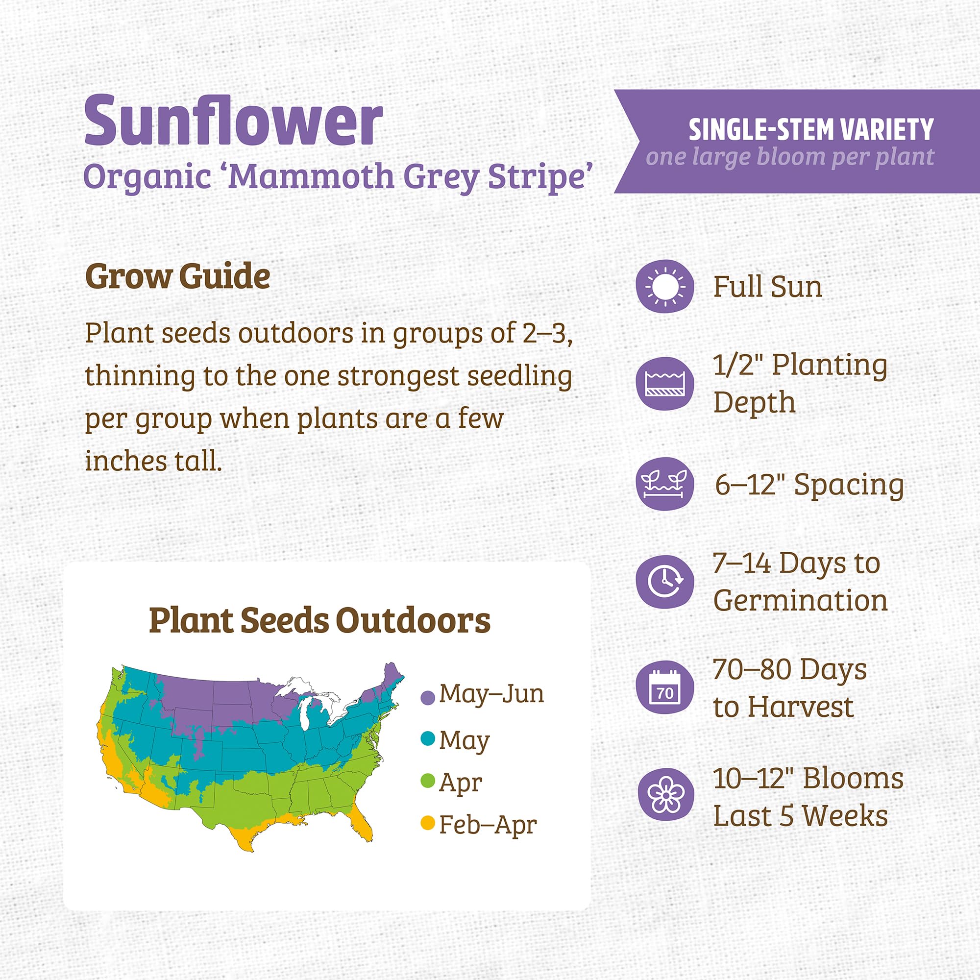 Back to The Roots 100% Organic Heirloom Seeds - Mammoth Giant Sunflower Value Pack (4.8g) - Image 3