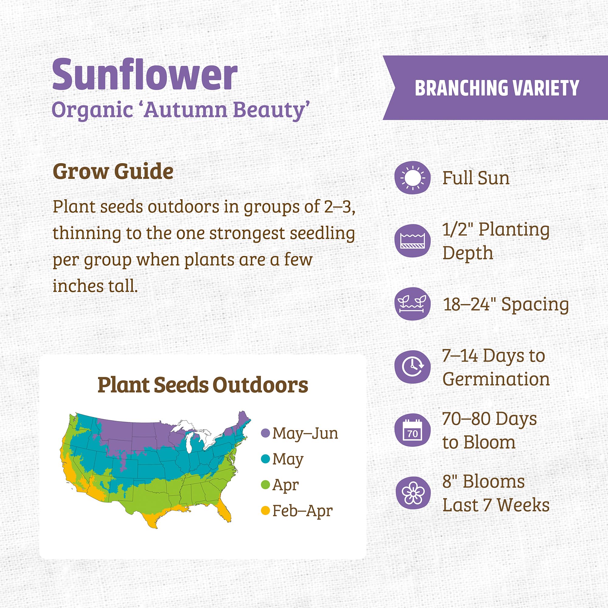 Back to The Roots 100% Organic Seed Packet - Sunflower 'Autumn Beauty' 700mg - Image 3