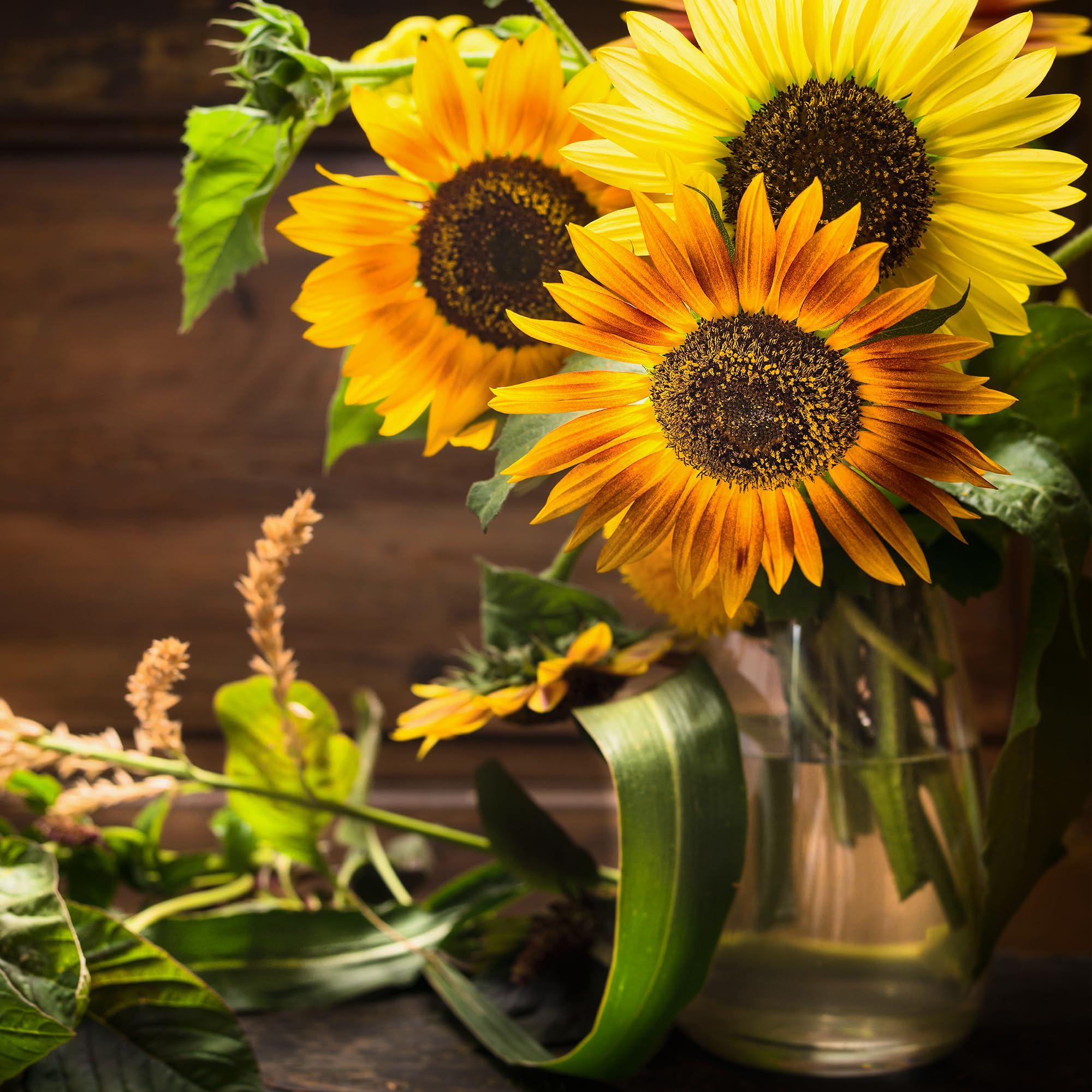 Back to The Roots 100% Organic Seed Packet - Sunflower 'Autumn Beauty' 700mg - Image 7