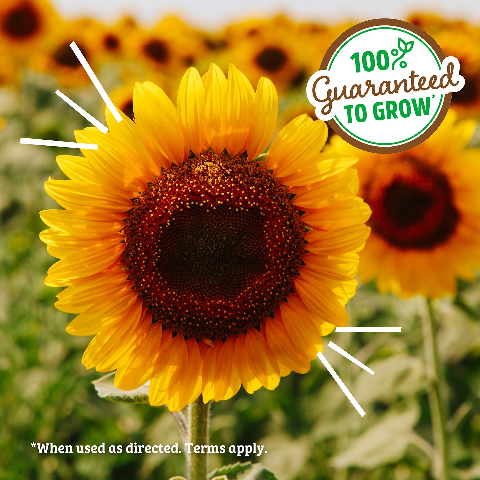 Back to The Roots Kids Science Grow Kit 2ct - Watermelon and Sunflower - Image 5